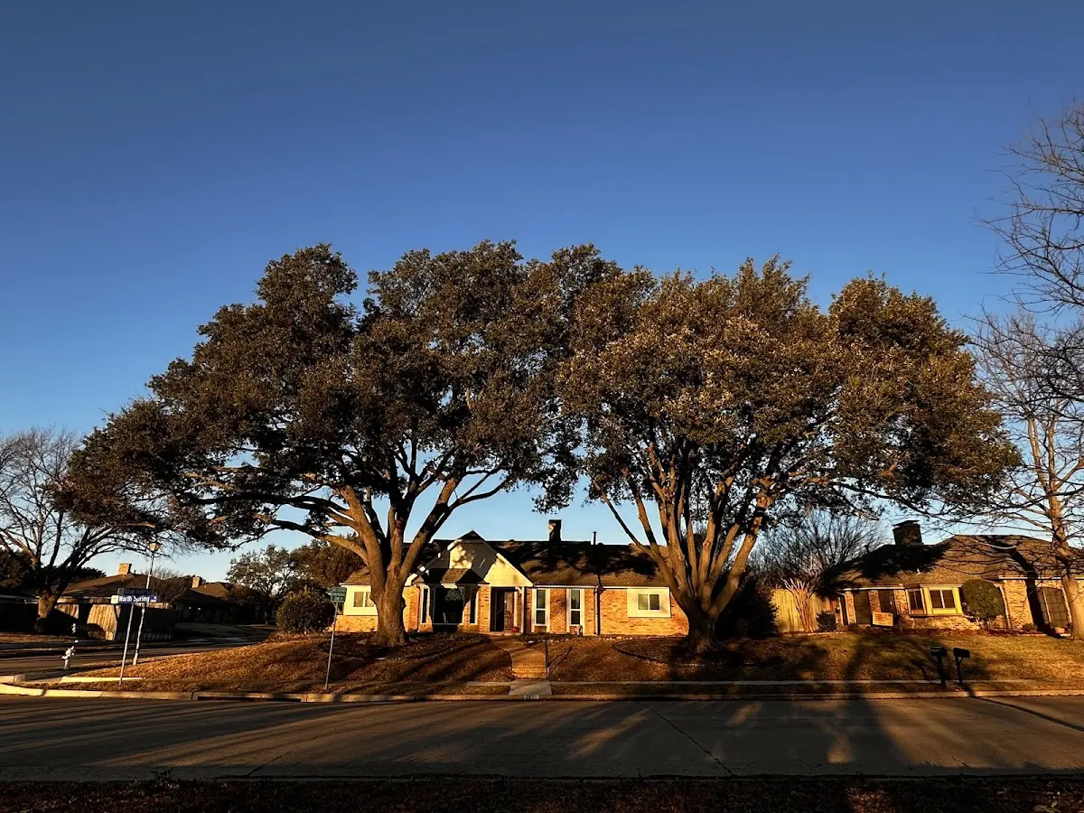 Established residential canopy tree shading a home in Mineral Point